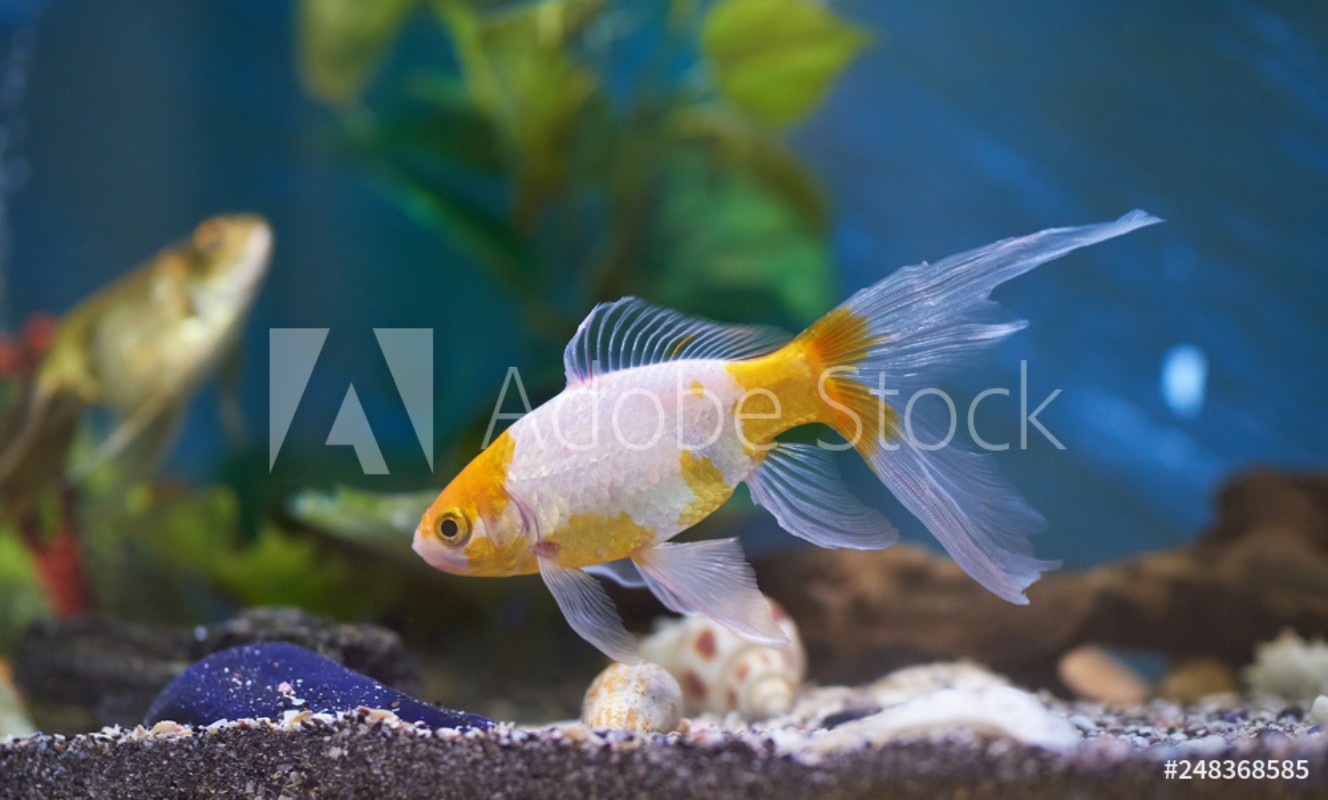 Afbeeldingen van Goldfish in blue aquarium water